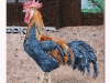 Il gallo, olio su tela, cm.50x50, 2021
