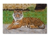 La tigre, olio su tela, cm. 40x60 2019
