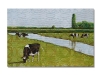 Mucche al pascolo, olio su tela, cm. 40x60 2019